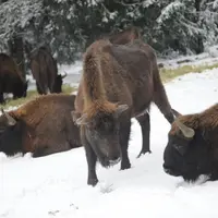 Le bison d’Europe a vécu dans les forêts européennes jusqu’au Moyen-Âge.