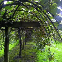 Fruit climactérique, c’est-à-dire dont la maturation se poursuit après la récolte, le kiwi doit être cueilli avant maturité.