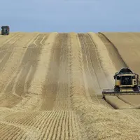 Avec 47,7 % de perte sur un an, c’est dans le secteur des grandes cultures céréalières que les revenus professionnels ont le plus fortement diminué.