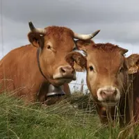 L'aide bovine allaitante a été versée en mai ou juin avec un complément début octobre.