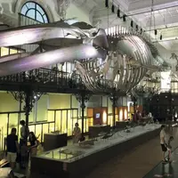 Située dans l’aile ouest, la salle de la baleine met en lumière un ensemble de squelettes de mammifères marins dont celui du plus grand spécimen conse