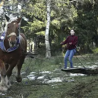 Là où passe Atila le trait Comtois, l’herbe ne repousse pas…