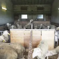 Les béliers présentés à la vente sont répartis en quatre box suivant leur souche.