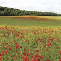 Avec ses principales nouveautés (suivi en temps réel des surfaces, droit à l'erreur, écorégimes) et quelques changements de conditionnalités et de cal