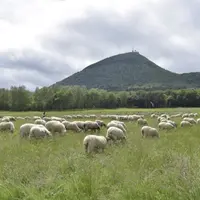 L’estive, une pratique répandue sur les pentes du Puy-de-Dôme.