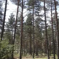 Le résultat d’une forêt de pins sur le Causse après une éclaircie.