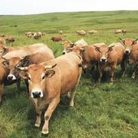La Commission européenne tente de déminer le terrain auprès du secteur agricole alors qu’elle présentera le 20 mai ses stratégies « de la fourche à la