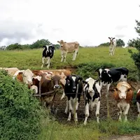 Les producteurs de lait attendent des revalorisations importantes du prix du lait.