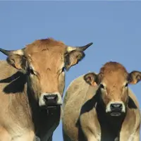 Le gouvernement a publié, les 30 et 31 octobre, les trois premiers décrets relatifs à la loi Égalim 2, visant à protéger la rémunération des agriculte