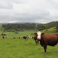 Les vaches Abondance de Daniel et Christian Pic.