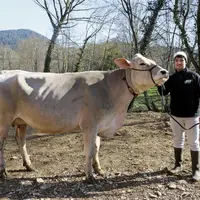 Le Gaec des Rivières, habitué des concours, présente son plus récent associé et cinq brunes aux miss laitières, le 9 avril à Aumont-Aubrac.