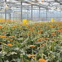 Les mesures de lutte contre l’épidémie de coronavirus affectent principalement les horticulteurs et les pépiniéristes d’ornement.
