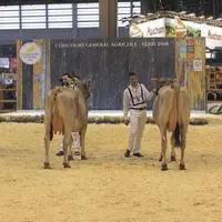 La race Brune avait fait son grand retour au salon de l’agriculture en 2018 en organisant le concours de miss BGS.