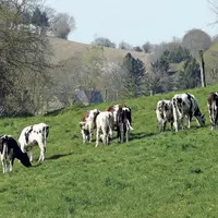 Le pâturage a sa place dans l’élevage des génisses de renouvellement de première et de deuxième année.