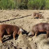 Mardi 12 octobre, à Florac, une journée découverte de la filière Baron des Cévennes a été coorganisée par l'association Baron des Cévennes et les cham