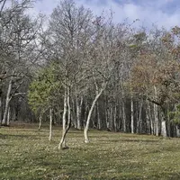 À l'occasion de la deuxième journée des territoires « Ensemble pour la forêt » le 1er décembre dernier, Groupama Rhône-Alpes-Auvergne et l'association