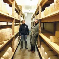 Le Gaec Merle transforme plus d'un million de litres lait en AOP cantal et salers. Avec la maîtrise fromagère et d'affinage. Visite de la stabulation