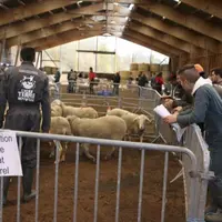 Les Ovinpiades ont eu lieu dans le manège équestre du lycée.