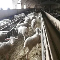 Une bergerie de 300 places a été construite pour un troupeau qui est progressivement passé de 260 à 300 têtes.