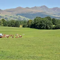 La semaine dernière le Cluster herbe Massif central s’est réuni à Lempdes (Puy-de-Dôme) pour échanger sur les projets en cours mais aussi les difficul