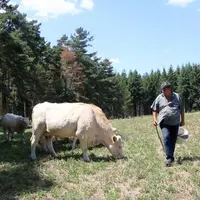 Le Gaec de la Védrine-Blanche élève des Charolaises à Saint-Chély-d’Apcher.
