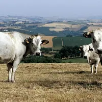 Certains départements les plus touchés par la sécheresse pourront obtenir une « pré-reconnaissance » de calamités agricoles le 18 octobre, a annoncé l