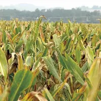 Les syndicats d'exploitants agricoles ont voté contre les taux d'indemnisation sécheresse et zonages définitifs retenus pour 17 départements, au CNGRA