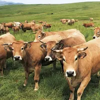 De la mise en œuvre de la nouvelle Pac à la gestion de l’eau, en passant par l’agrivoltaïsme ou la loi d’orientation et d’avenir, le gouvernement aura