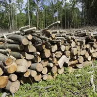 Bois-énergie, agrivoltaïsme, méthanisation… l’Inrae a fait le point le 28 janvier sur les travaux de recherche que mène l’institut sur les énergies re