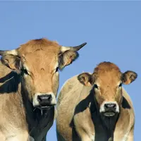 Avec l'ouverture des volets destinés aux intégrateurs et aux Dom, l'aide à l'alimentation animale du plan de résilience est totalement opérationnelle.