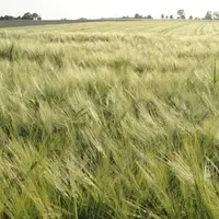 La Commission européenne est en train de finaliser dans l'urgence les derniers actes secondaires de la nouvelle législation européenne sur le bio cens