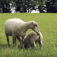 Les sevrages tardifs avec de gros agneaux qui tètent favorisent les pis de bois.