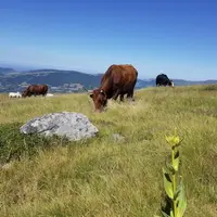 Les vastes étendues d’herbe jouent un rôle de régulation, de filtration des ressources hydriques, s’avèrent de véritables puits de carbone également.