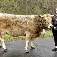 Mercredi 30 novembre, au marché couvert de Saint-Flour a eu lieu la sélection des bêtes Aubrac, organisée par l'OS Aubrac pour le Salon international
