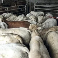 FCO : Les éleveurs qui n’ont pas pu exporter leurs broutards en temps en heure vont être dédommagés, sous conditions, par le FMSE.