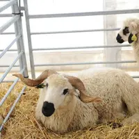 Deux des moutons Thônes et Marthod du foyer Arc-en-Ciel