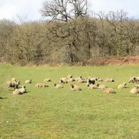 Faire pâturer de l’herbe qui serait perdue.
