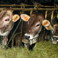 La Commission européenne a décidé le 10 juillet de suspendre les dispositifs de soutien au stockage privé de viandes bovine, ovine et caprine mis en p