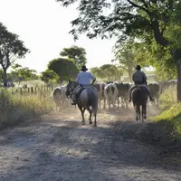Le cheval reste un outil travail traditionnel dans les immenses exploitations - plusieurs milliers d’hectares - argentines. Mais l’élevage recule aujo