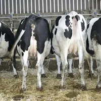 Des conditions climatiques favorables à la production et une consommation en berne engendrent de forts taux de déclassement de lait bio pour Sodiaal,