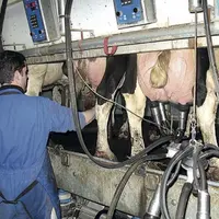 Au début de l’installation, le travail n’est pas un problème, sa quantité augmentant souvent, les agriculteurs disent avoir parfois du mal à se dégage