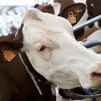 Du 4 au 7 octobre, à Cournon, a eu lieu la grand-messe du monde agricole : quatre jours de conférences, de concours et d'expositions de matériels agri