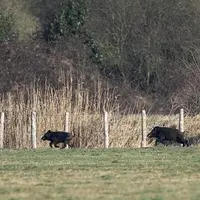 Cette possibilité de tir d’été est soumise à une autorisation individuelle préfectorale.