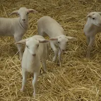 Une aide complémentaire de six euros est maintenue pour les nouveaux producteurs d’ovins.