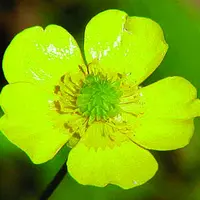 La renoncule âcre est une plante de la famille des renonculacées. C’est une plante très commune dans les prairies européennes. Elle ne doit pas être c
