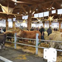 Le concours des broutards, des bêtes grasses et des agnelles, a repris cette année. Une quarantaine d'éleveurs sont venus samedi dernier sous la halle