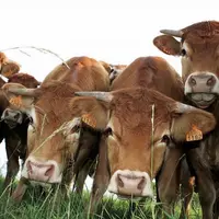 Si le gouvernement et la FNSEA se félicitent des mesures introduites par le texte et des filets de sécurité, les oppositions, les associations et les