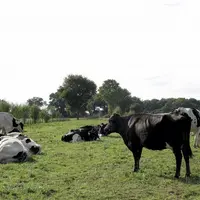 Après avoir fortement misé sur ce créneau ces dernières années, les industriels lèvent le pied, refroidis par la chute de la consommation et des échec