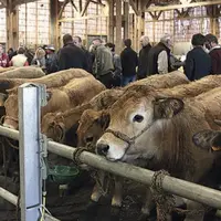 En plus des broutards et des agnelles, le 28 septembre prochain, génisses et caches grasses devraient aussi être exposées.