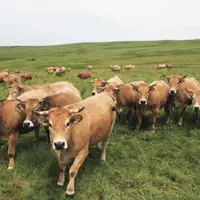 Le ministère de l'Agriculture a précisé la distribution géographique et le calendrier de transfert de certains de ses services vers les Conseils régio